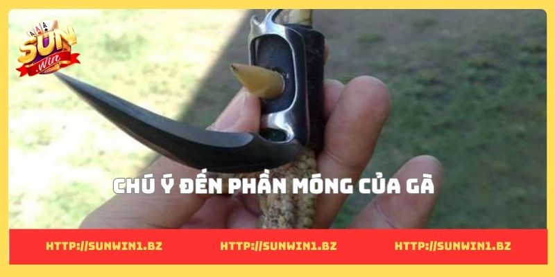 Xem chân đá gà cựa sắt - 5 Cách tìm ra chiến kê dũng mãnh Chú ý đến phần móng của gà