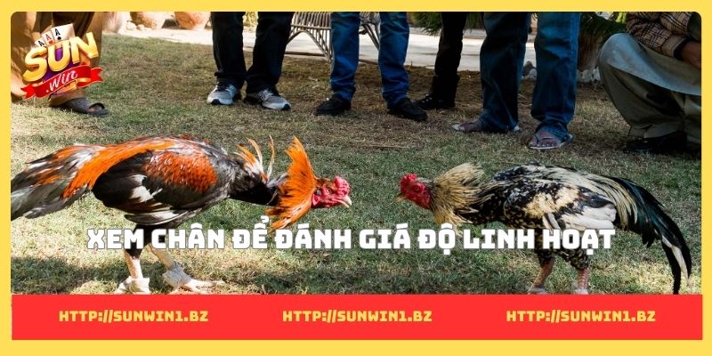 Xem chân đá gà cựa sắt - 5 Cách tìm ra chiến kê dũng mãnh Xem chân để đánh giá độ linh hoạt